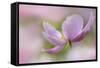 Pink Anemone-Cora Niele-Framed Stretched Canvas