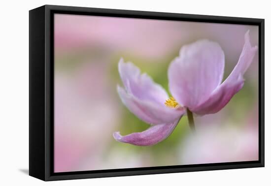 Pink Anemone-Cora Niele-Framed Stretched Canvas