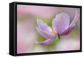 Pink Anemone-Cora Niele-Framed Stretched Canvas