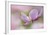 Pink Anemone-Cora Niele-Framed Photographic Print