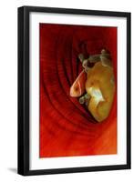 Pink Anemonefish (Amphiprion Perideraion) Deep in a Sea Anemone, Pacific Ocean.-Reinhard Dirscherl-Framed Premium Photographic Print