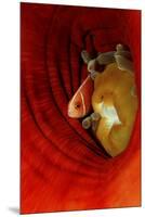 Pink Anemonefish (Amphiprion Perideraion) Deep in a Sea Anemone, Pacific Ocean.-Reinhard Dirscherl-Mounted Premium Photographic Print
