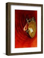 Pink Anemonefish (Amphiprion Perideraion) Deep in a Sea Anemone, Pacific Ocean.-Reinhard Dirscherl-Framed Photographic Print