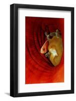 Pink Anemonefish (Amphiprion Perideraion) Deep in a Sea Anemone, Pacific Ocean.-Reinhard Dirscherl-Framed Photographic Print