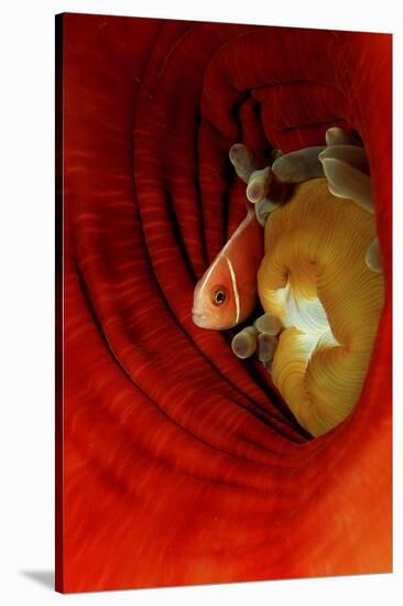 Pink Anemonefish (Amphiprion Perideraion) Deep in a Sea Anemone, Pacific Ocean.-Reinhard Dirscherl-Stretched Canvas