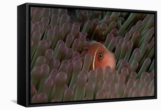 Pink Anemonefish (Amphiprion Perideraion) in a Sea Anemone, Pacific Ocean.-Reinhard Dirscherl-Framed Stretched Canvas