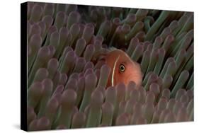 Pink Anemonefish (Amphiprion Perideraion) in a Sea Anemone, Pacific Ocean.-Reinhard Dirscherl-Stretched Canvas