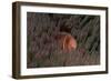 Pink Anemonefish (Amphiprion Perideraion) in a Sea Anemone, Pacific Ocean.-Reinhard Dirscherl-Framed Photographic Print