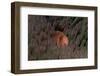 Pink Anemonefish (Amphiprion Perideraion) in a Sea Anemone, Pacific Ocean.-Reinhard Dirscherl-Framed Photographic Print