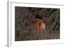 Pink Anemonefish (Amphiprion Perideraion) in a Sea Anemone, Pacific Ocean.-Reinhard Dirscherl-Framed Photographic Print