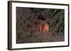 Pink Anemonefish (Amphiprion Perideraion) in a Sea Anemone, Pacific Ocean.-Reinhard Dirscherl-Framed Photographic Print