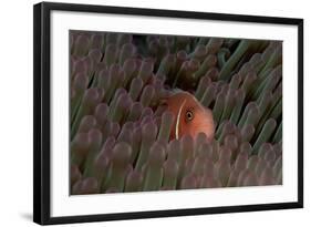 Pink Anemonefish (Amphiprion Perideraion) in a Sea Anemone, Pacific Ocean.-Reinhard Dirscherl-Framed Photographic Print