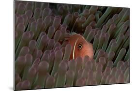 Pink Anemonefish (Amphiprion Perideraion) in a Sea Anemone, Pacific Ocean.-Reinhard Dirscherl-Mounted Photographic Print