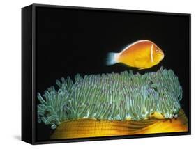 Pink Anemonefish hovers over Magnificent Sea Anemone-Hal Beral-Framed Stretched Canvas