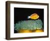 Pink Anemonefish hovers over Magnificent Sea Anemone-Hal Beral-Framed Photographic Print