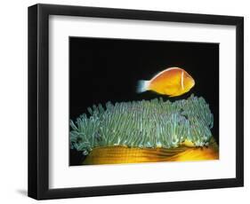 Pink Anemonefish hovers over Magnificent Sea Anemone-Hal Beral-Framed Photographic Print