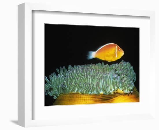 Pink Anemonefish hovers over Magnificent Sea Anemone-Hal Beral-Framed Photographic Print