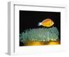 Pink Anemonefish hovers over Magnificent Sea Anemone-Hal Beral-Framed Photographic Print