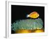 Pink Anemonefish hovers over Magnificent Sea Anemone-Hal Beral-Framed Photographic Print