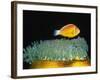 Pink Anemonefish hovers over Magnificent Sea Anemone-Hal Beral-Framed Photographic Print