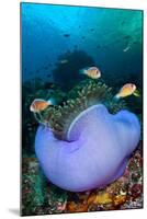 Pink anemonefish in a Magnificent sea anemone, Indonesia-Alex Mustard-Mounted Photographic Print