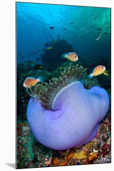 Pink anemonefish in a Magnificent sea anemone, Indonesia-Alex Mustard-Mounted Photographic Print