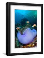 Pink anemonefish in a Magnificent sea anemone, Indonesia-Alex Mustard-Framed Photographic Print