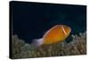 Pink Anemonefish in its Host Anenome, Fiji-Stocktrek Images-Stretched Canvas