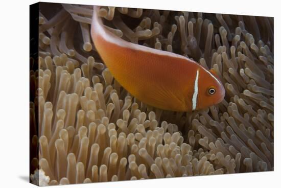 Pink Anemonefish in its Host Anenome, Fiji-Stocktrek Images-Stretched Canvas