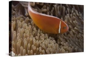 Pink Anemonefish in its Host Anenome, Fiji-Stocktrek Images-Stretched Canvas