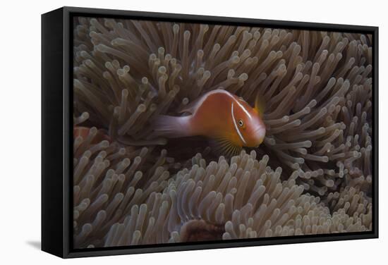 Pink Anemonefish in its Host Anenome, Fiji-Stocktrek Images-Framed Stretched Canvas