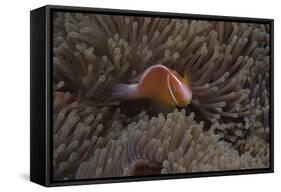 Pink Anemonefish in its Host Anenome, Fiji-Stocktrek Images-Framed Stretched Canvas