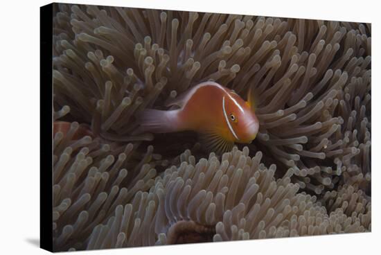 Pink Anemonefish in its Host Anenome, Fiji-Stocktrek Images-Stretched Canvas