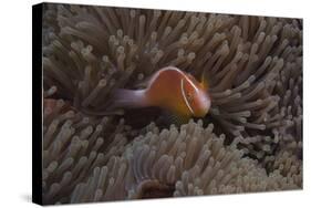 Pink Anemonefish in its Host Anenome, Fiji-Stocktrek Images-Stretched Canvas