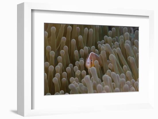 Pink Anemonefish in its Host Anenome, Fiji-Stocktrek Images-Framed Photographic Print