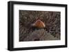 Pink Anemonefish in its Host Anenome, Fiji-Stocktrek Images-Framed Photographic Print