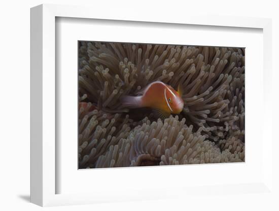 Pink Anemonefish in its Host Anenome, Fiji-Stocktrek Images-Framed Photographic Print