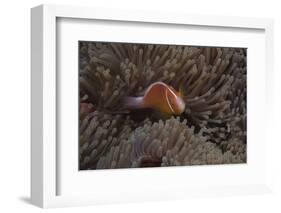 Pink Anemonefish in its Host Anenome, Fiji-Stocktrek Images-Framed Photographic Print