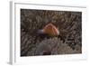 Pink Anemonefish in its Host Anenome, Fiji-Stocktrek Images-Framed Photographic Print