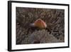 Pink Anemonefish in its Host Anenome, Fiji-Stocktrek Images-Framed Photographic Print