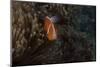 Pink Anemonefish in its Host Anenome, Fiji-Stocktrek Images-Mounted Photographic Print