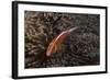 Pink Anemonefish in its Host Anenome, Fiji-Stocktrek Images-Framed Photographic Print