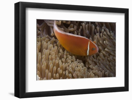 Pink Anemonefish in its Host Anenome, Fiji-Stocktrek Images-Framed Photographic Print