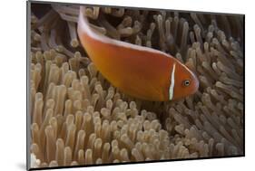 Pink Anemonefish in its Host Anenome, Fiji-Stocktrek Images-Mounted Photographic Print