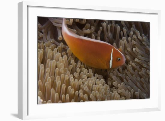 Pink Anemonefish in its Host Anenome, Fiji-Stocktrek Images-Framed Photographic Print