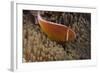 Pink Anemonefish in its Host Anenome, Fiji-Stocktrek Images-Framed Photographic Print