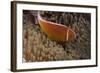 Pink Anemonefish in its Host Anenome, Fiji-Stocktrek Images-Framed Photographic Print