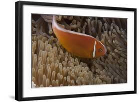 Pink Anemonefish in its Host Anenome, Fiji-Stocktrek Images-Framed Photographic Print