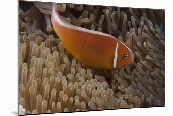 Pink Anemonefish in its Host Anenome, Fiji-Stocktrek Images-Mounted Photographic Print
