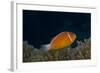 Pink Anemonefish in its Host Anenome, Fiji-Stocktrek Images-Framed Photographic Print